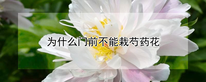 为什么门前不能栽芍药花 为什么门前不能栽芍药花呢