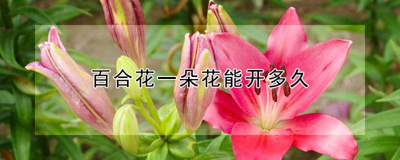 百合花一朵花能开多久 百合花一朵花能开多久的花