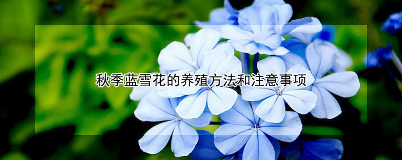 秋季蓝雪花的养殖方法和注意事项（蓝雪花秋季养护）