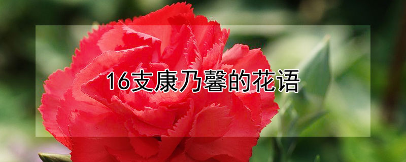 16支康乃馨的花语（15支康乃馨花语）