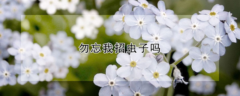 勿忘我招虫子吗 勿忘我容易养活吗