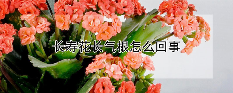 长寿花长气根怎么回事（长寿花长气根怎么回事儿）