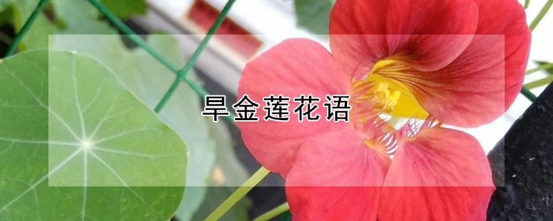 旱金莲花语 旱金莲花语是什么