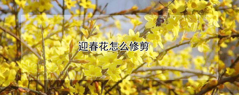 迎春花怎么修剪（迎春花怎么修剪图解）