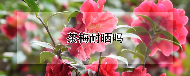 茶梅耐晒吗 茶梅耐干旱吗
