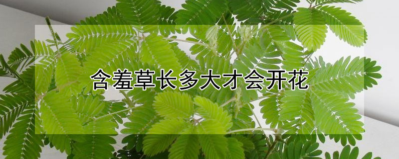 含羞草长多大才会开花（含羞草能长到多大）