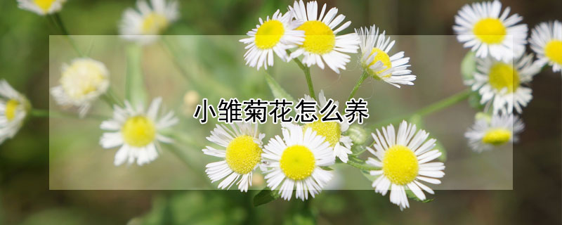 小雏菊花怎么养 小雏菊花怎么养才能开花