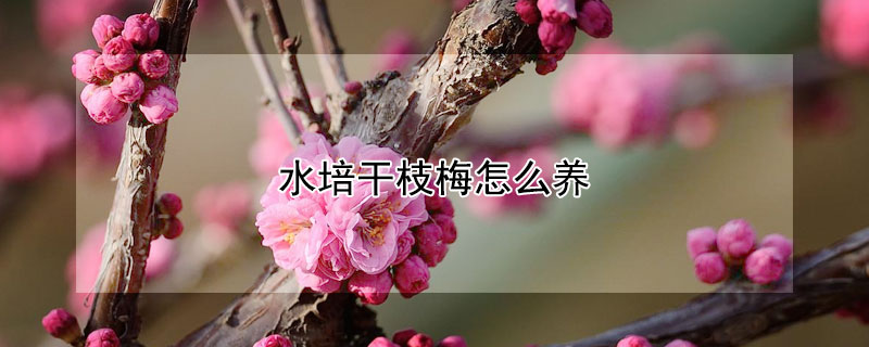 水培干枝梅怎么养 水培干枝梅怎么养活