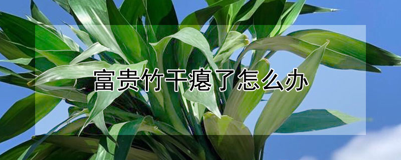富贵竹干瘪了怎么办（富贵竹干瘪怎么回事）