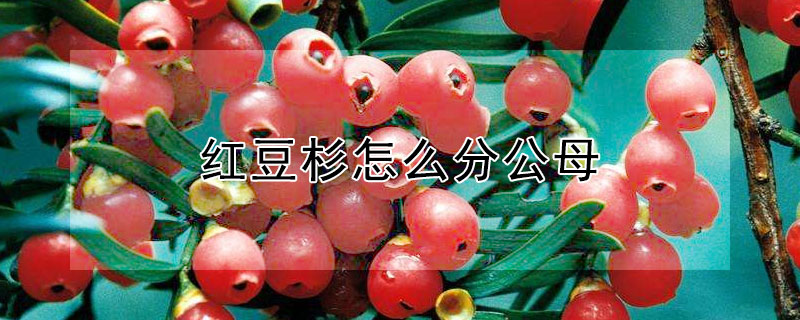 红豆杉怎么分公母（红豆杉分公母吗 怎么辨别）