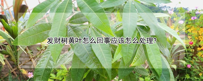 发财树黄叶怎么回事应该怎么处理?（发财树黄叶怎么处理方法）