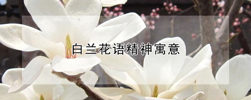 白兰花语精神寓意 白兰花语精神寓意是什么