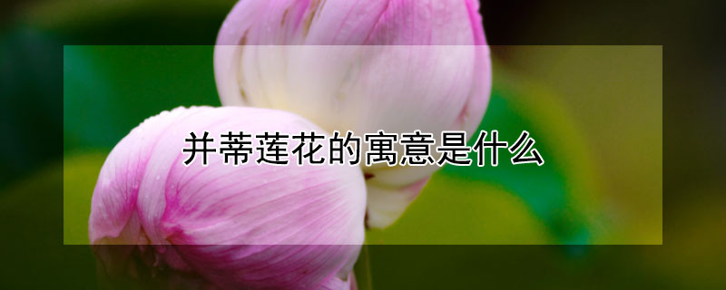 并蒂莲花的寓意是什么（并蒂莲花的寓意和传说）