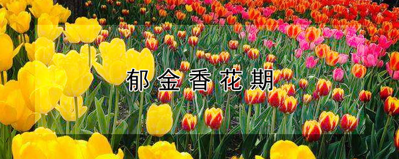 郁金香花期 郁金香花期能开多久