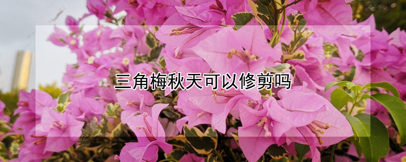 三角梅秋天可以修剪吗 三角梅秋天可以剪枝吗