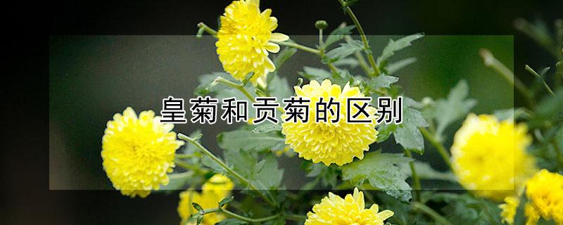 皇菊和贡菊的区别（金丝皇菊和贡菊的区别）