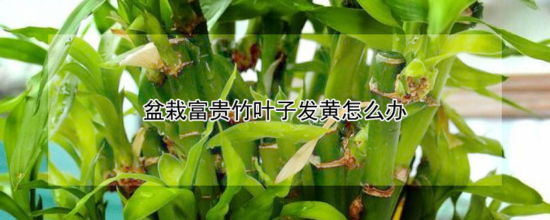 盆栽富贵竹叶子发黄怎么办（盆养富贵竹叶子发黄怎么救）