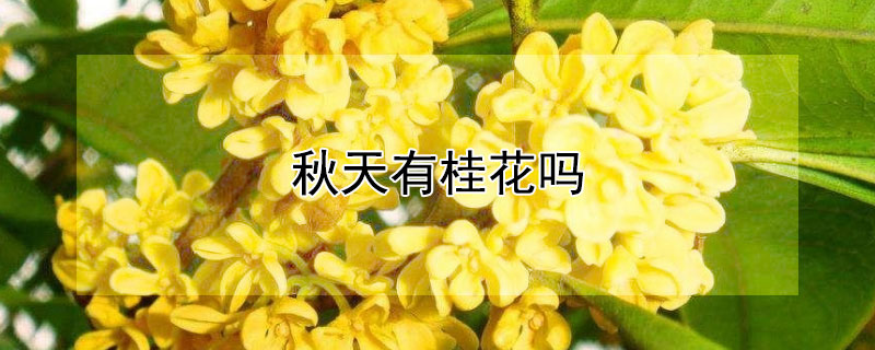 秋天有桂花吗 秋天开花的桂花是什么桂花