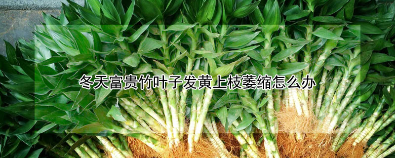 冬天富贵竹叶子发黄上枝萎缩怎么办（冬天富贵竹叶子干枯发黄怎么办?）