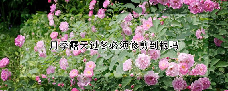 月季露天过冬必须修剪到根吗 月季室外北方怎么过冬
