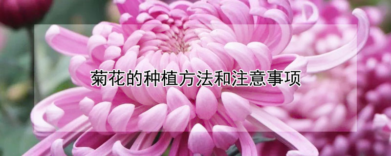 菊花的种植方法和注意事项（菊花的种植方法和注意事项视频）
