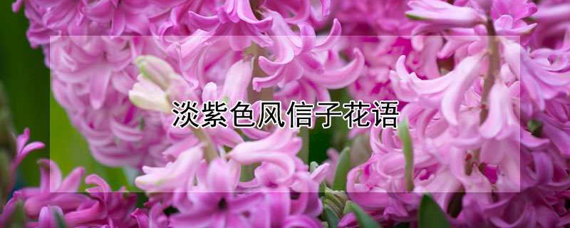淡紫色风信子花语 紫色风信子花期