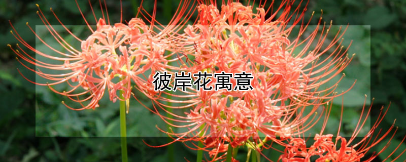彼岸花寓意（彼岸花寓意什么意思）