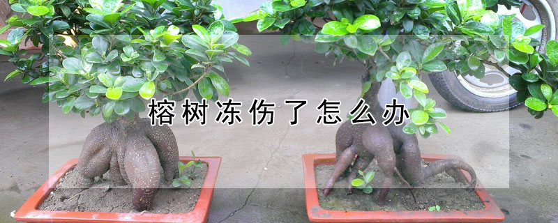 榕树冻伤了怎么办 榕树冻伤后还能活吗