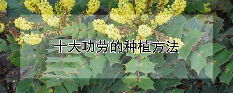 十大功劳的种植方法 十大功劳种苗