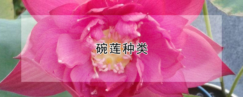 碗莲种类 碗莲种类及名称图片