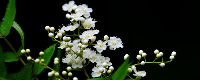 珍珠梅花语（珍珠梅花语及心语）