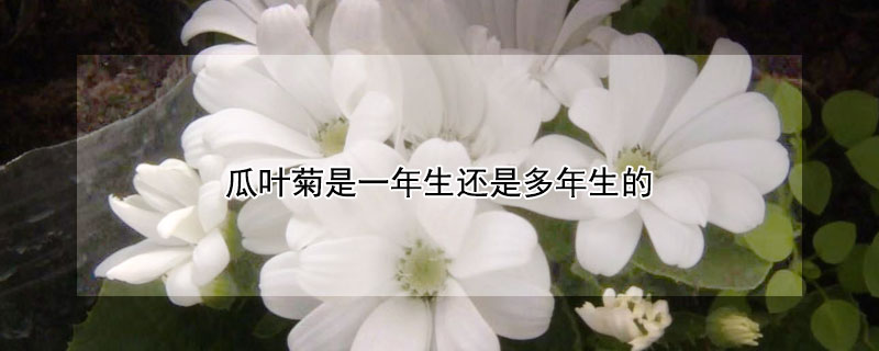 瓜叶菊是一年生还是多年生的 瓜叶菊是一年生还是多年生的呢