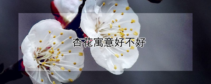 杏花寓意好不好（杏花寓意是什么）