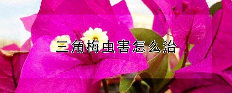 三角梅虫害怎么治 三角梅虫害防治