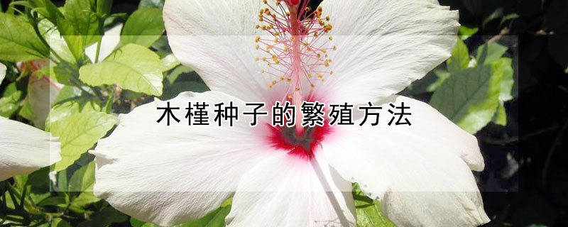 木槿种子的繁殖方法 木槿种子的繁殖方法视频