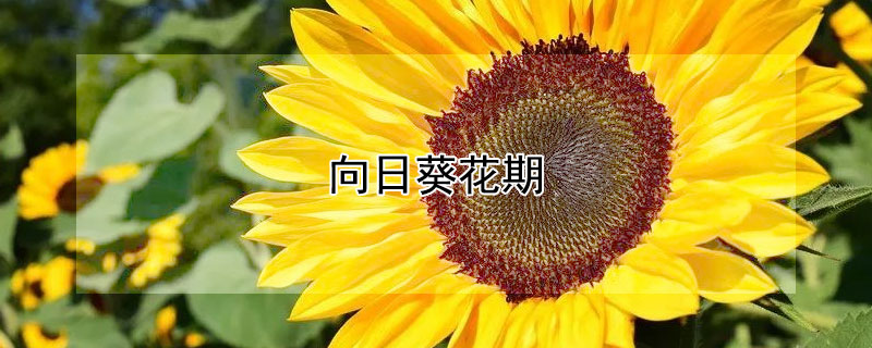 向日葵花期（向日葵花期多少天水养）