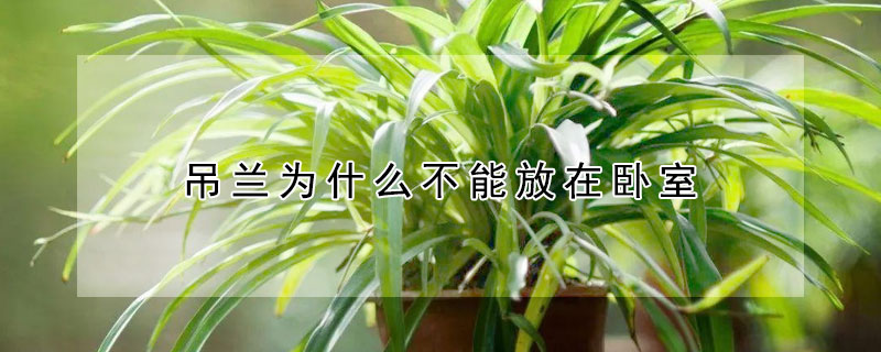 吊兰为什么不能放在卧室 吊兰放哪里最旺财