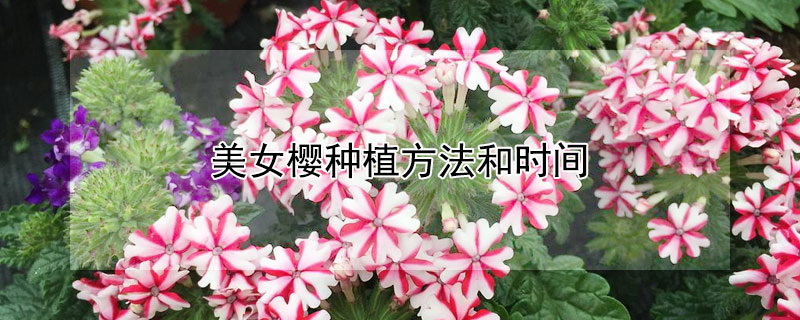 美女樱种植方法和时间 美女樱种植方法和时间视频