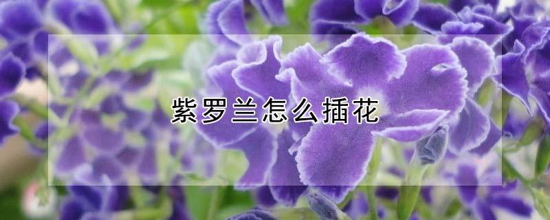紫罗兰怎么插花（紫罗兰怎么插花视频）