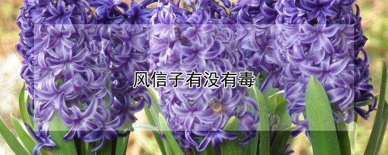 风信子有没有毒 风信子有没有毒?