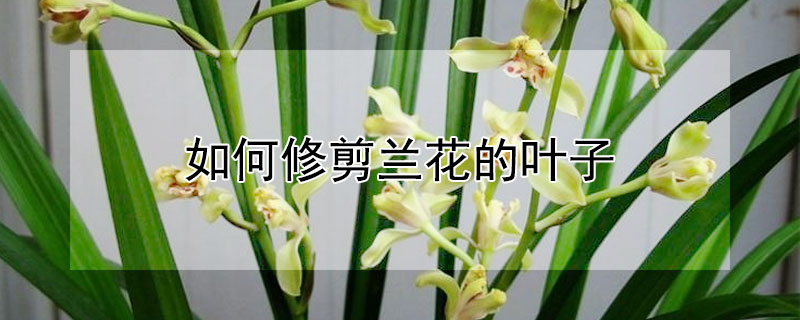 如何修剪兰花的叶子 如何修剪兰花的叶子好看
