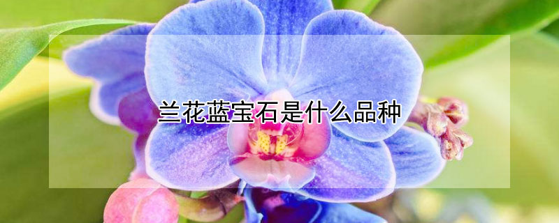 兰花蓝宝石是什么品种 兰花蓝宝石是什么品种的