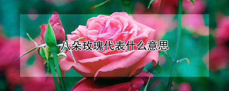 八朵玫瑰代表什么意思 八朵玫瑰代表什么意思 最佳答案 知识搜索