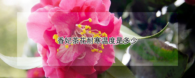 香妃茶花耐寒温度是多少（茶花是凶树还是吉树）