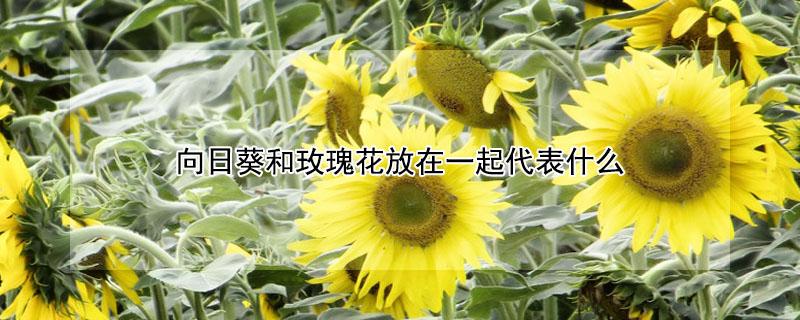 向日葵和玫瑰花放在一起代表什么 向日葵混搭玫瑰花语