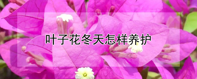 叶子花冬天怎样养护（叶子花冬天怎样养护好）