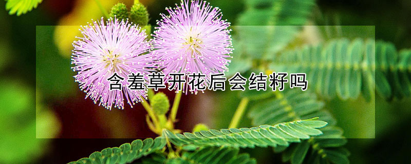 含羞草开花后会结籽吗（含羞草开花后会结种子吗）
