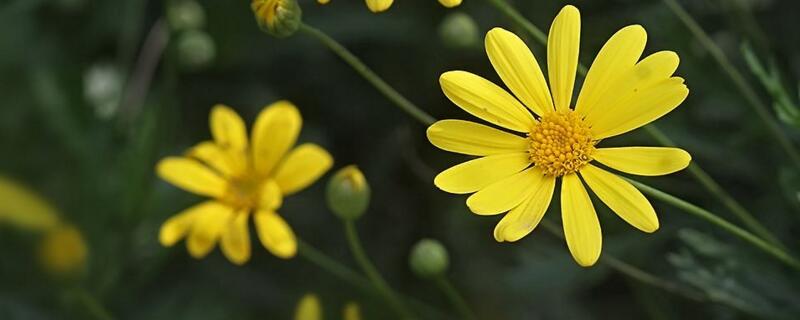 黄金菊的花语 黄金菊的花语发朋友圈