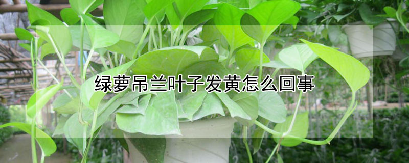 绿萝吊兰叶子发黄怎么回事 绿萝吊兰叶子发黄怎么回事视频