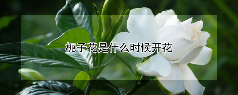 枙子花是什么时候开花 枙子花是什么季节开的
